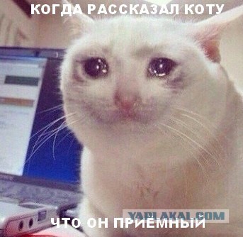 Котовторник
