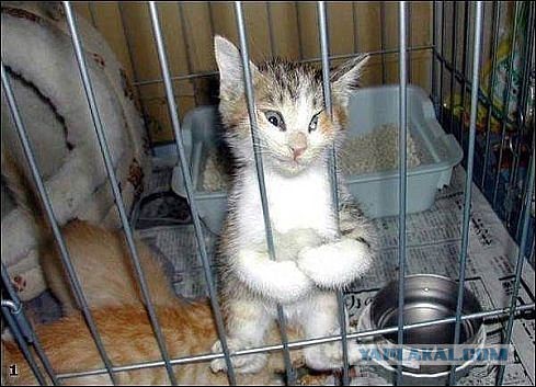 Котовторник 09.06.2015