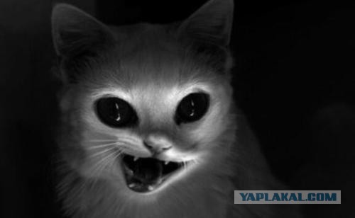 Кота придавило