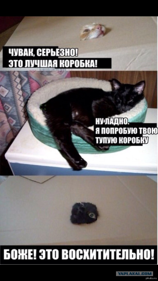 Коты любят коробки