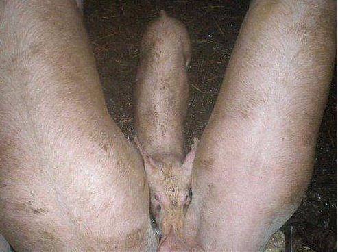 Ночной ЯП