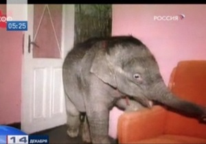 Домашние тапочки соседей сверху