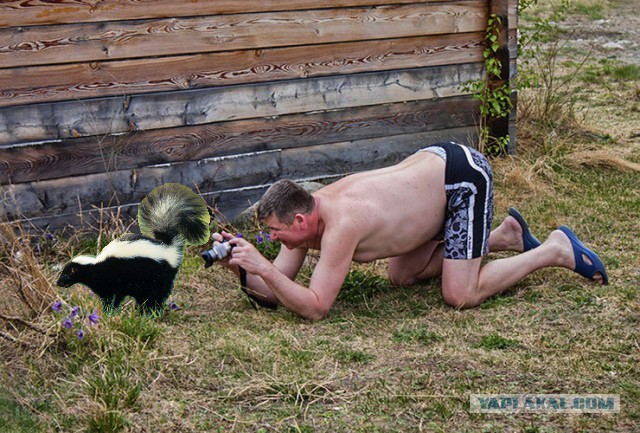 Жаба: Фотолюбитель