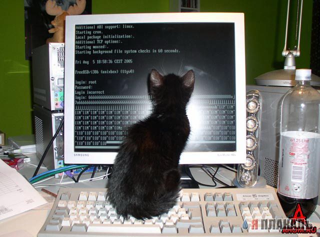 Коты, кошки, котята