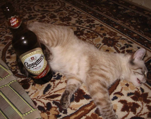 Коты, кошки, котята