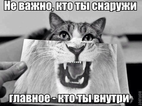 Мохнатые беспредельщики
