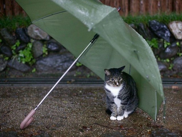 Народный котомет на фторинег