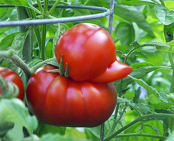 Забавные картинки из сети