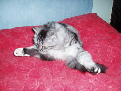 Котомет на вторник!