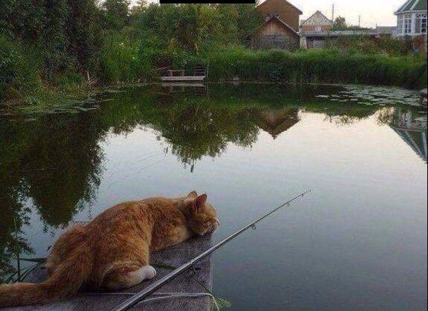 "Оскара" - котикам!