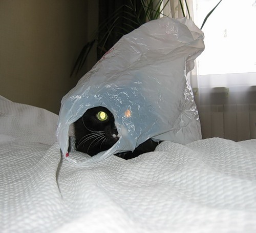 Первый ноябрьский котовторник!