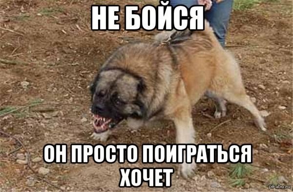 В Оленегорске самовыгульный бойцовский пес устроил кровавую бойню