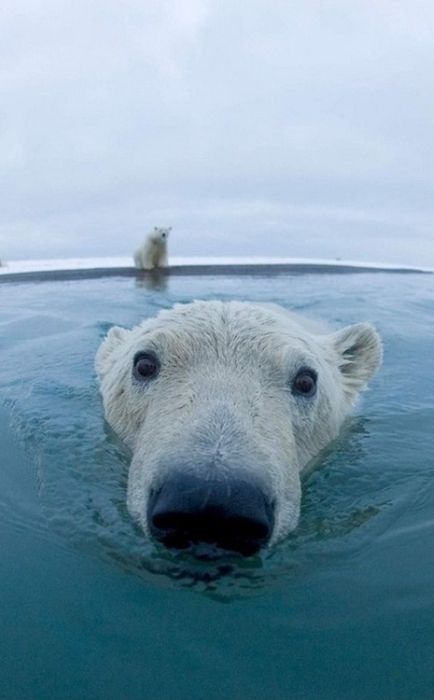 Самые смешные животные