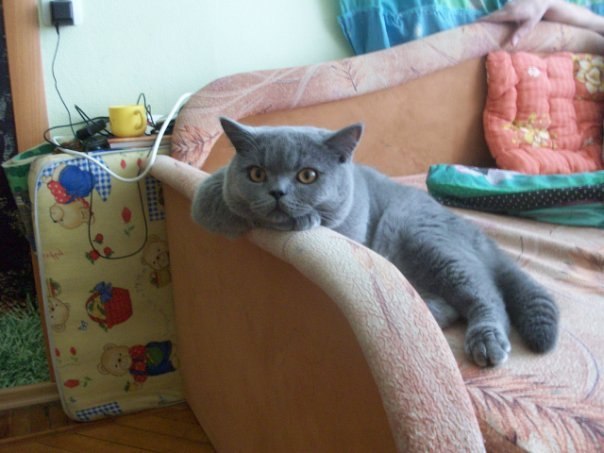 Коты из сети