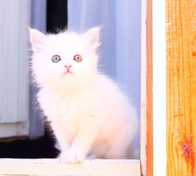 Коты и Кошки