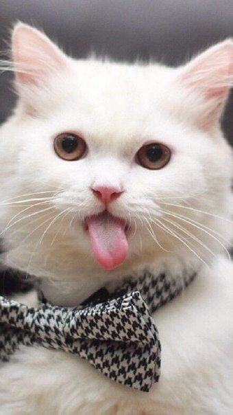 Коты и Кошки