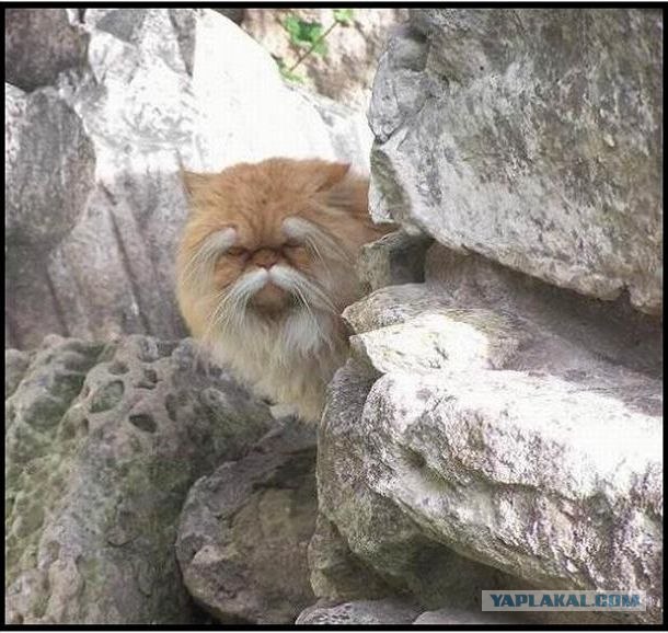 Котовторник: Кошки и ягнёнок