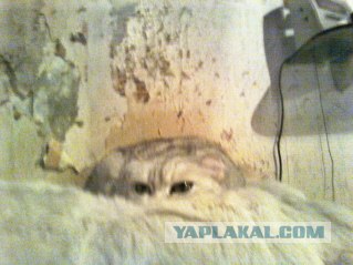 Первый котовторник октября