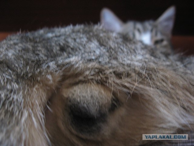 Котовторник! 08.11.11