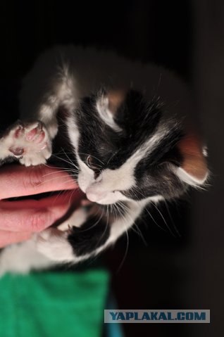 Котовторник 22.05.2012