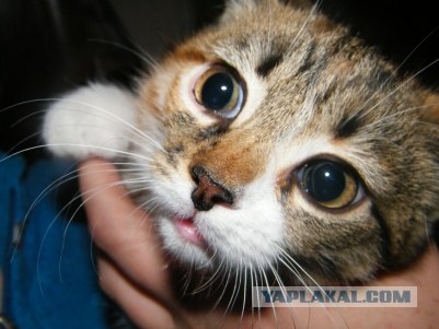 Котовторник 24.07.2012