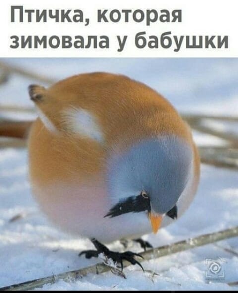 Картинки для улыбнуться 6.0