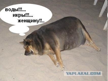 Фотожаба: О чем же думает собака?....