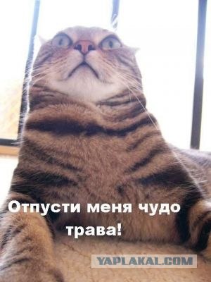 Странный кот