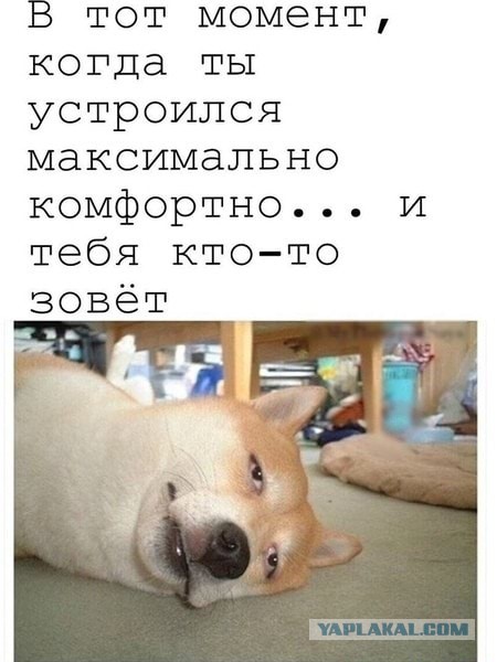 Юмор в картинках и без 04.10.2022