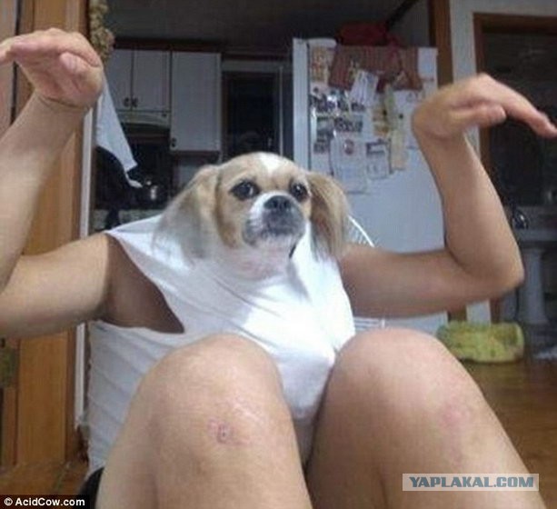 Самые смешные снимки животных за 2012 год