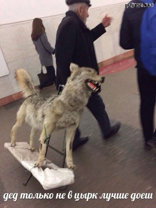 В Москве хромая лиса пыталась догнать зайца