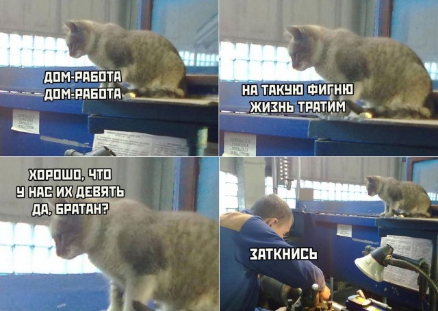 К котовторнику: подборка картинок-баянов с котиками и про котиков. Выпуск 3.