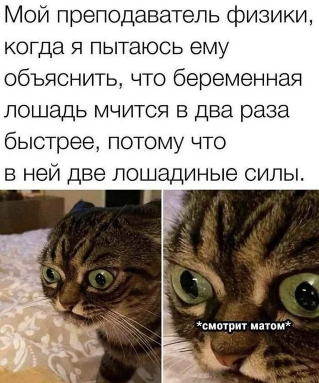 Подборка картинок-баянов с котиками и про котиков. Выпуск 34.