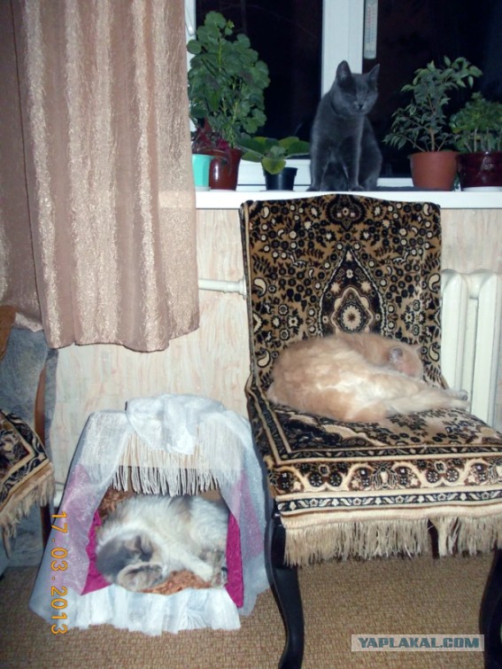 Сказ про то, как я дом коту запилил