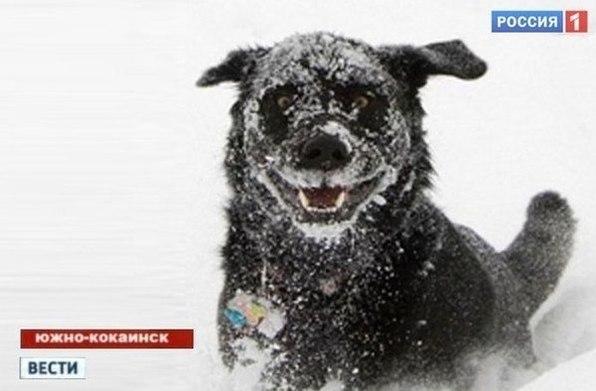 Счастье для собаки....Снег!