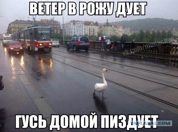 Картинки для хорошего настроения