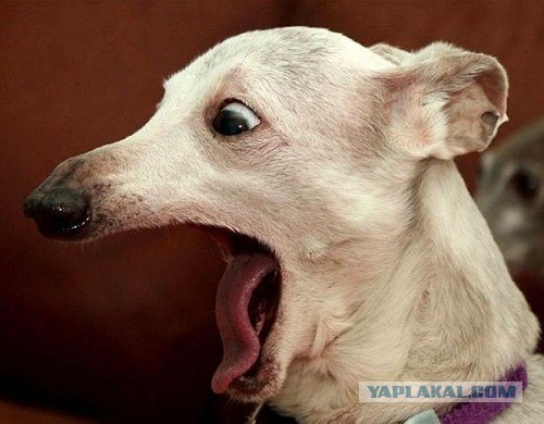 Быдло как оно есть.