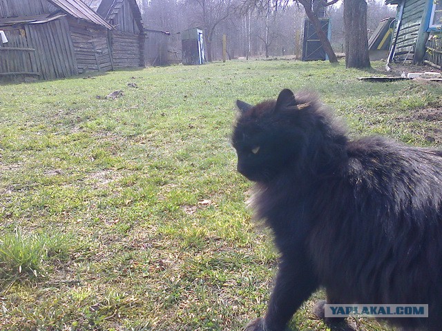 Котовторник 9.12.2014