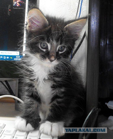 Котовторник