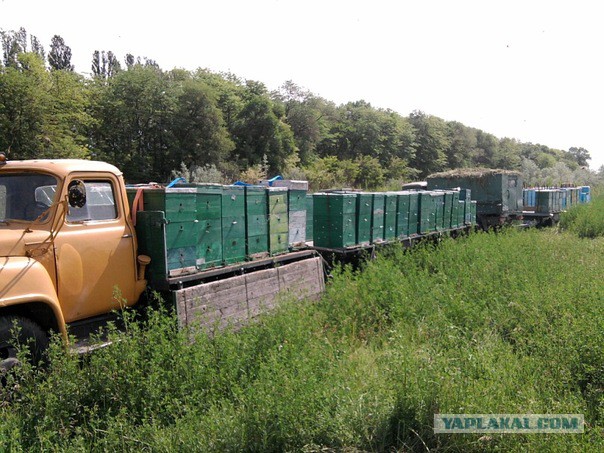 ЗилоГазонные мастодонты.