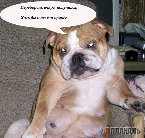 СОБАКИ и ЩЕНКИ. Все про собак!