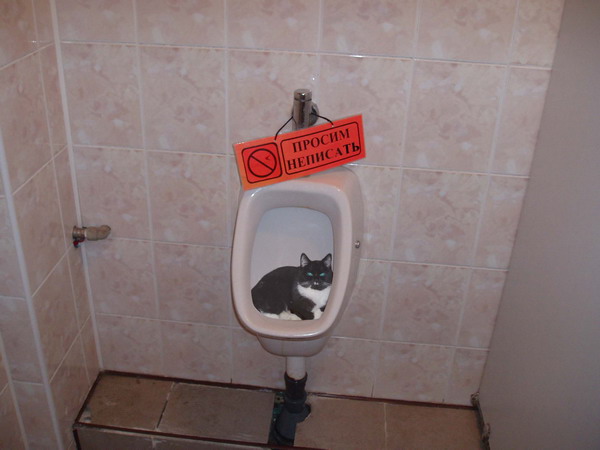 Коты, кошки, котята