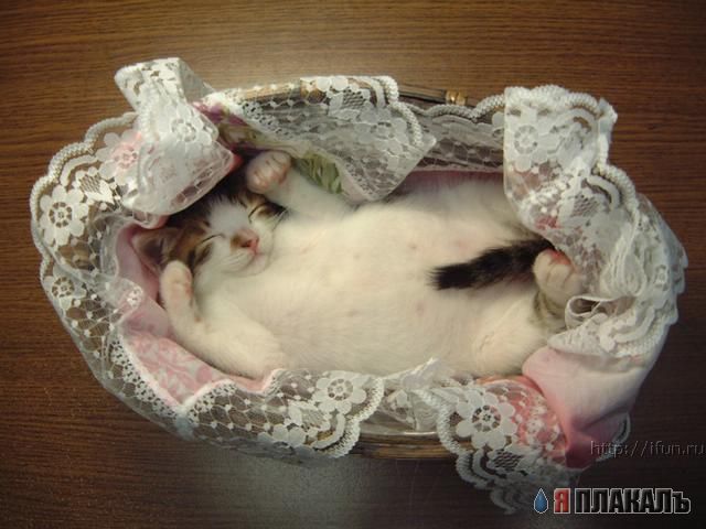 Коты, кошки, котята