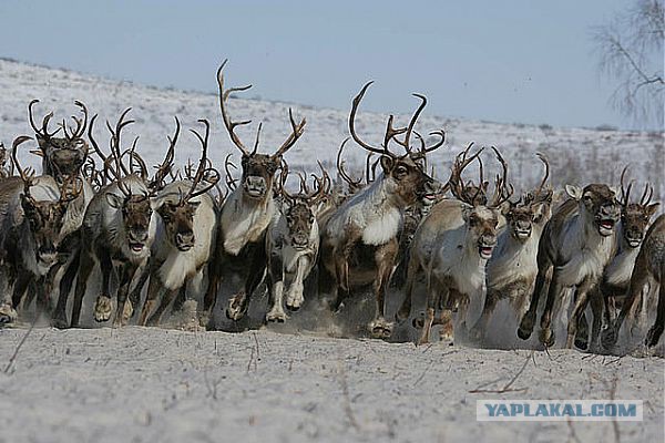 Олень за рулем