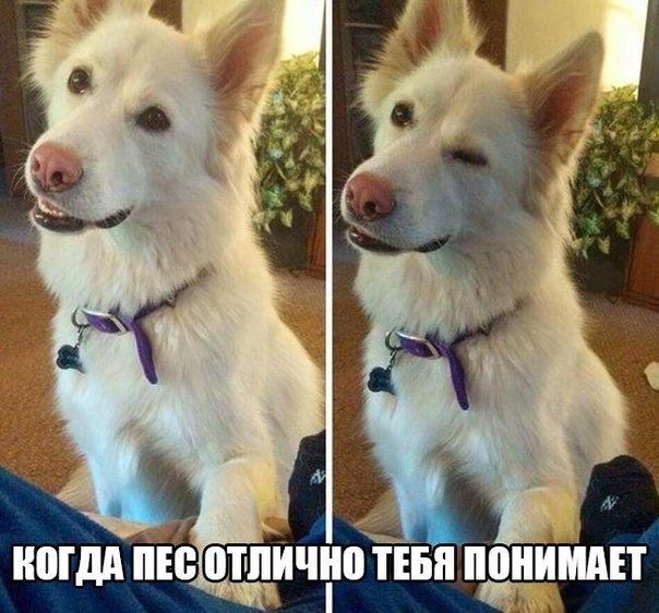 Смешные комментарии 29.05.2016