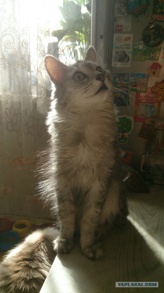 Котовторник 09.08.2016