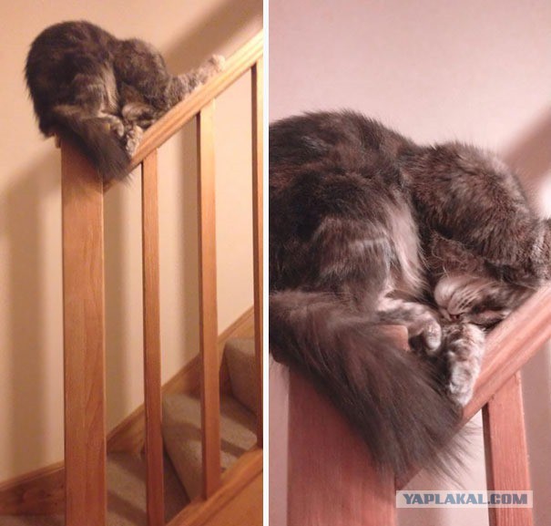Правильно ли спит кот?