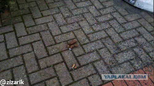 Вещи, которым я не перестаю удивляться в Германии