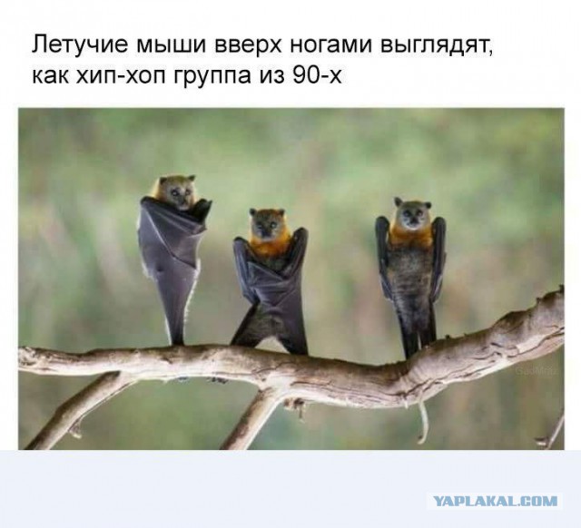Вдарим безудержным весельем по суровому понедельнику!