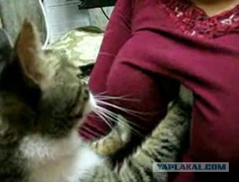Котовторник на ЯПлакалъ